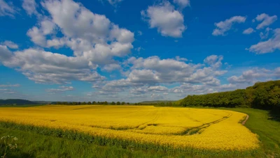 Champ de colza jaune vif sous un ciel bleu avec des nuages duveteux