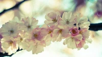 Rama de flor de cerezo en plena floración