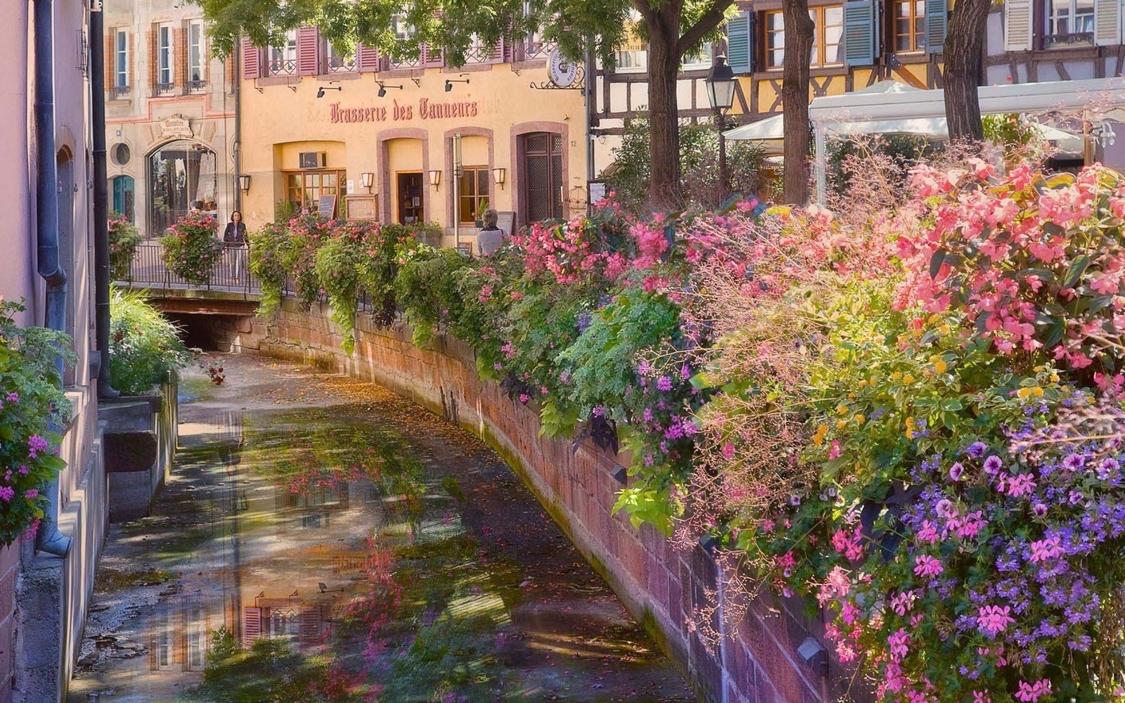 colmar, flower, garden, spring, plant Download Wallpaper