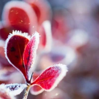 Gros plan sur des feuilles roses gelées