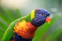 Close-up of a vibrant rainbow lorikeet against a green background, showcasing its colorful plumage and striking features.