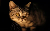 Captivating Grey Tabby Kitten Illuminated Against Darkness