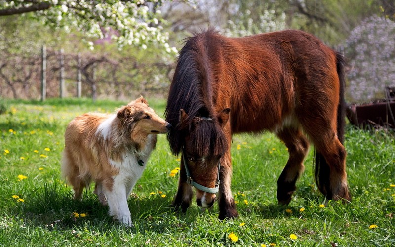 Лошадь и собака стоят на поле (колли, пони, шейтландская овчарка, shetland sheepdog, грива)