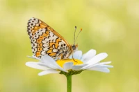 Papillon Lycaenidae pollinisant une marguerite Oxeye