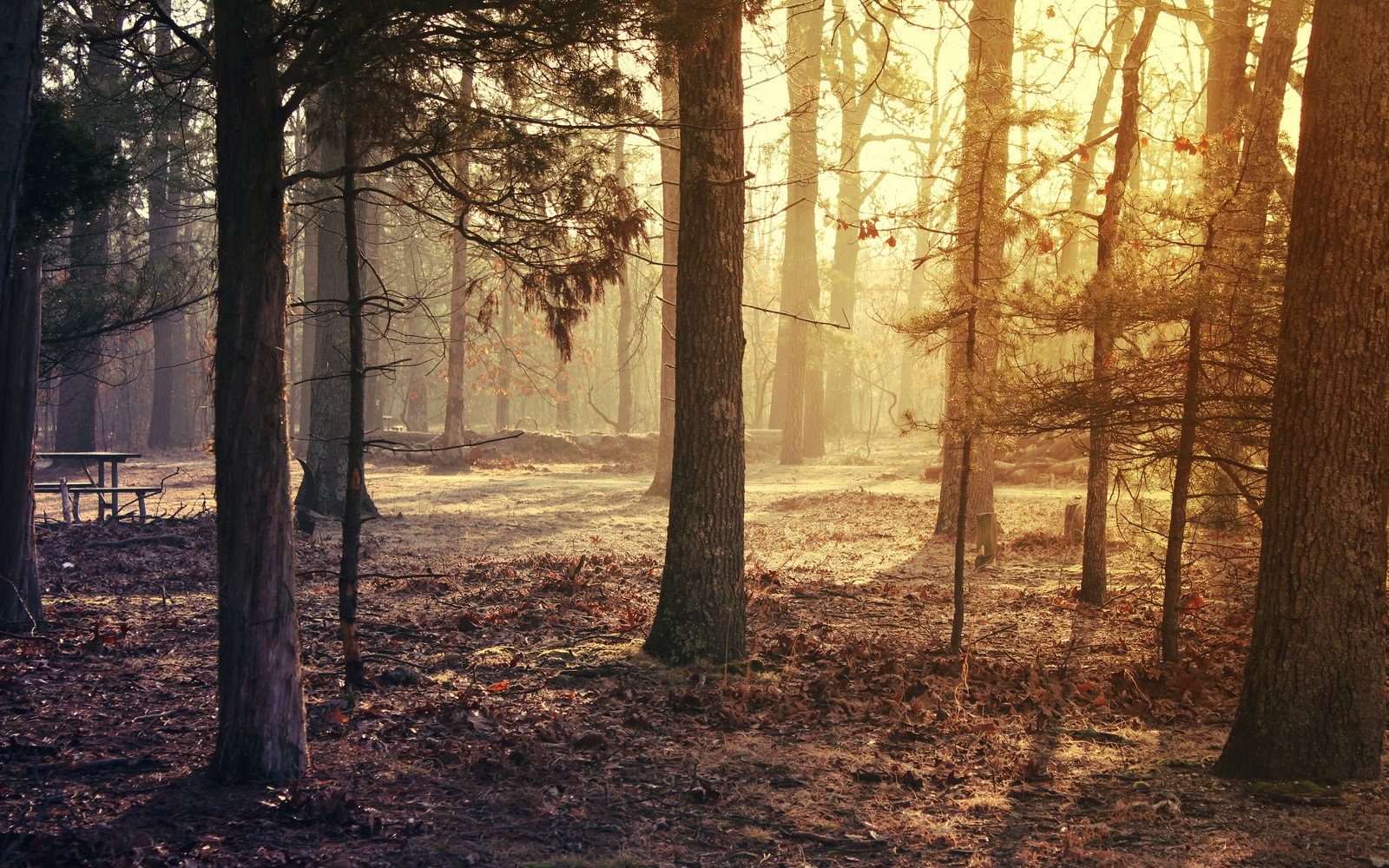 Trees in a forest with a bench and a bench in the foreground (tree, forest, woodland, natural environment, nature)