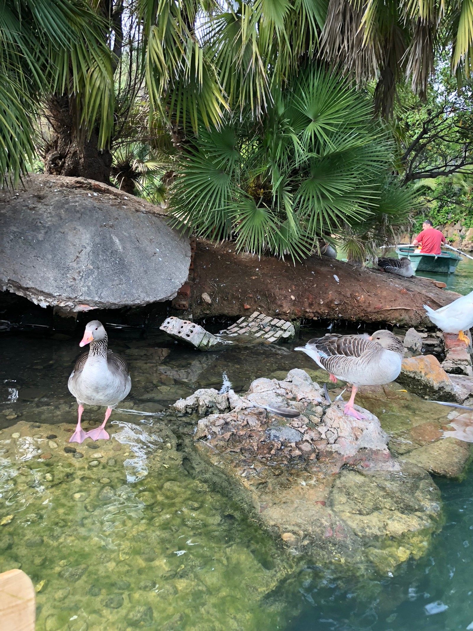 There are three ducks standing in the water near a rock (water, garden, pond, water feature, bird)