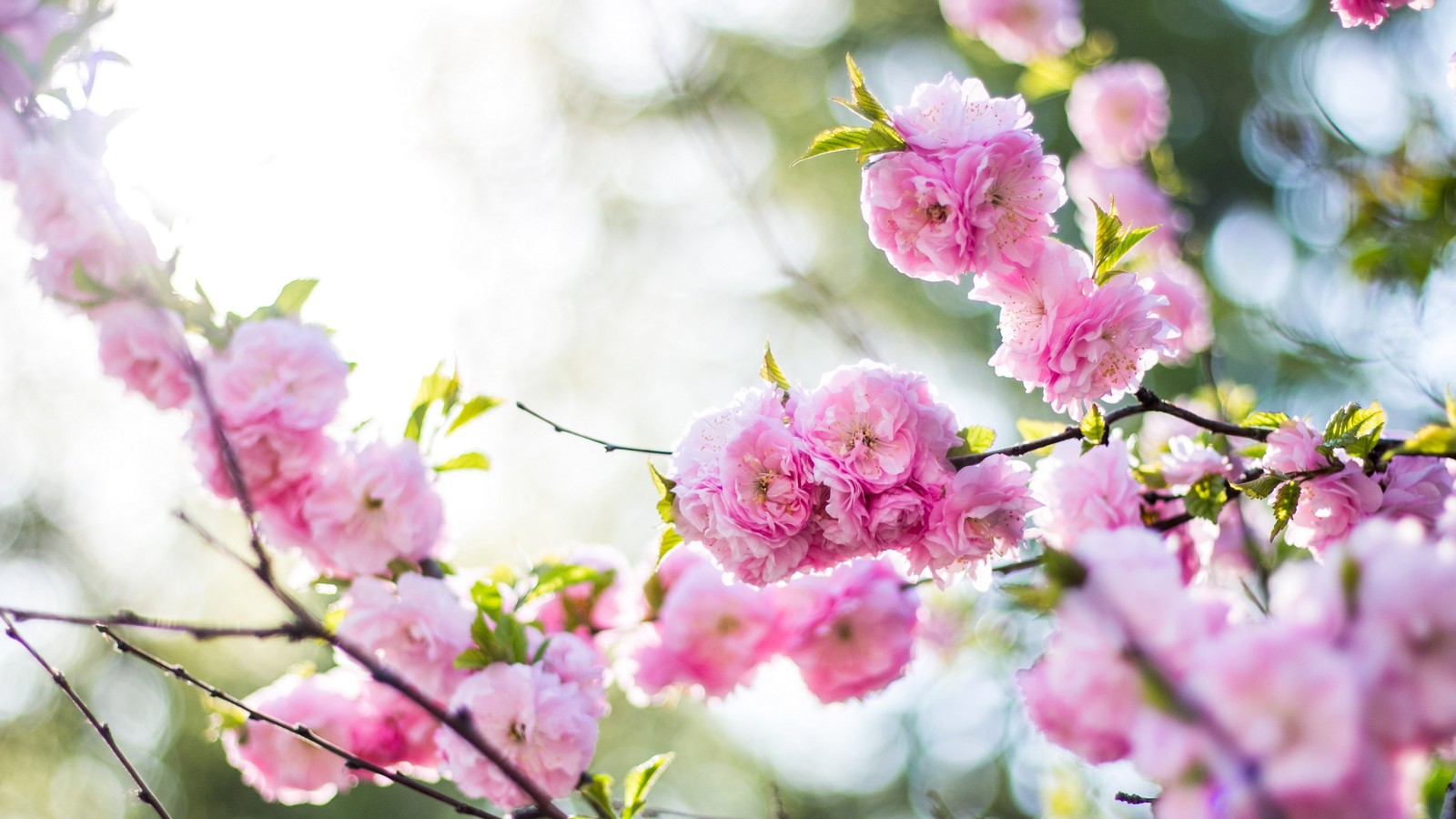 There is a pink flower that is growing on a tree (flower, flowering plant, plant, botany, petal)