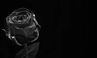 Elegante schwarze Rose in Monochrom