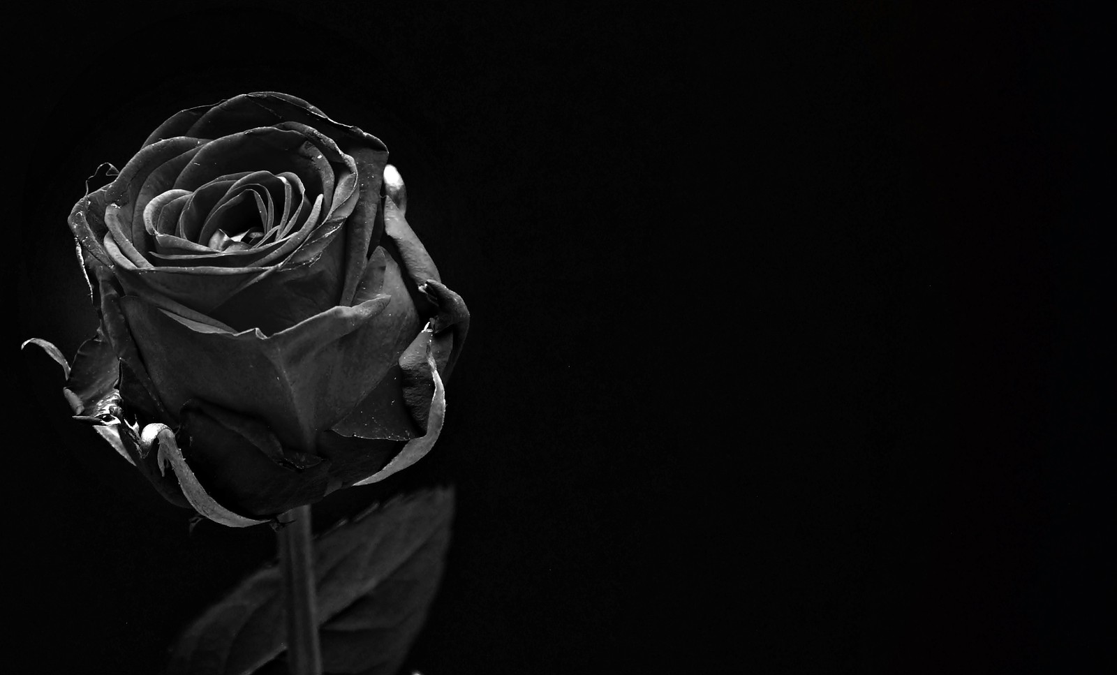 rose, black rose, flower, black, white wallpaper