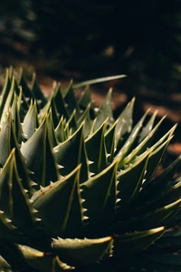 Primer plano de una planta suculenta espinosa