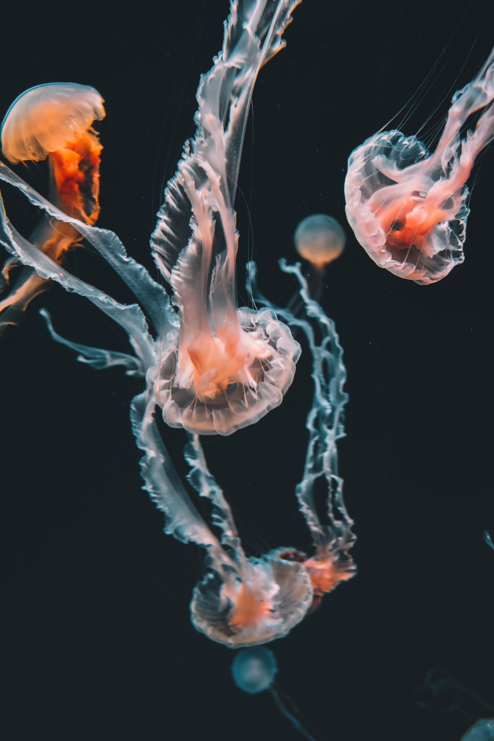 Jellyfishs floating in the water with a black background (marine invertebrates, color, invertebrate, jellyfish, cnidaria)