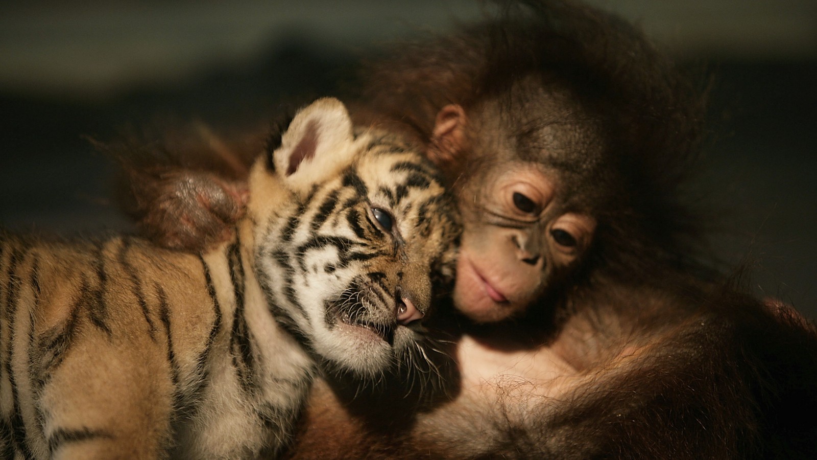 There is a baby oranguel and a baby tiger cuddling together (tiger, wildlife, big cats, snout, ape)