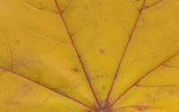 Symmetrical Yellow Maple Leaf with Intricate Texture and Veins