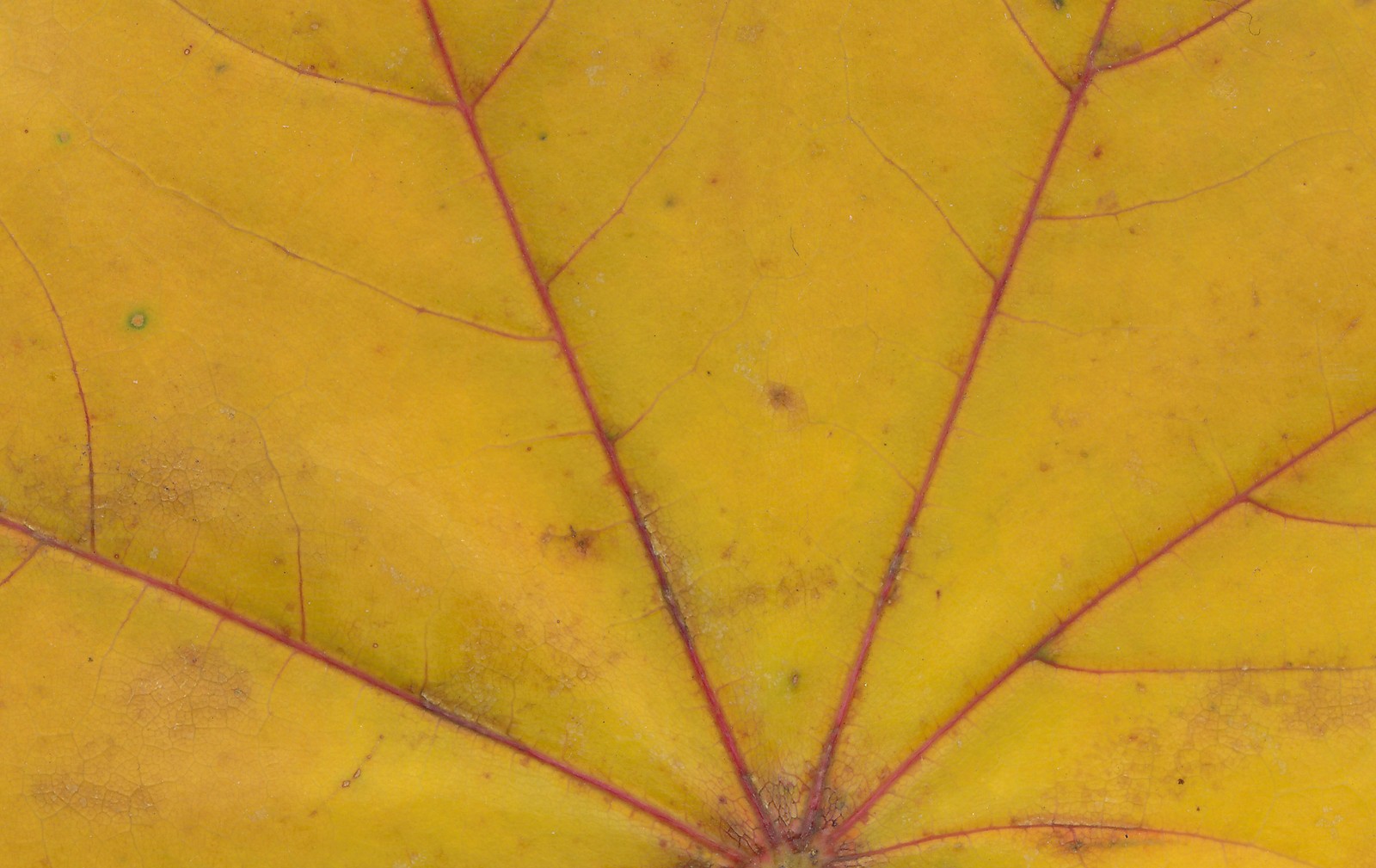 Un primer plano de una hoja amarilla con una línea roja (hoja, amarillo, hoja de arce, otoño, simetría)