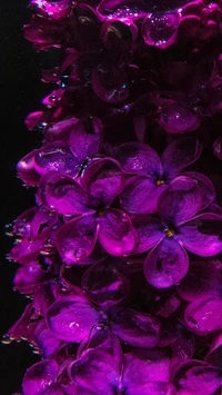 Vibrant Lilac Blossoms with Glistening Petals