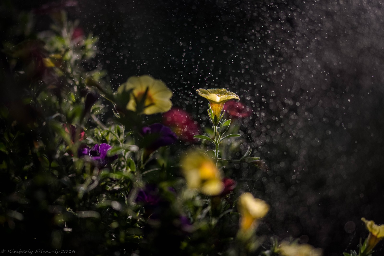 A close up of a yellow flower in a garden with water droplets (flower, nature, plant, yellow, wildflower)