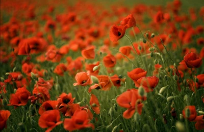 Pradera vibrante de amapolas comunes en plena floración