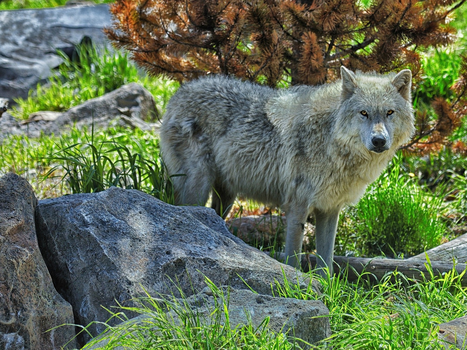 Ein wolf steht im gras neben ein paar steinen (wildleben, steine, wildnis, nationalpark)