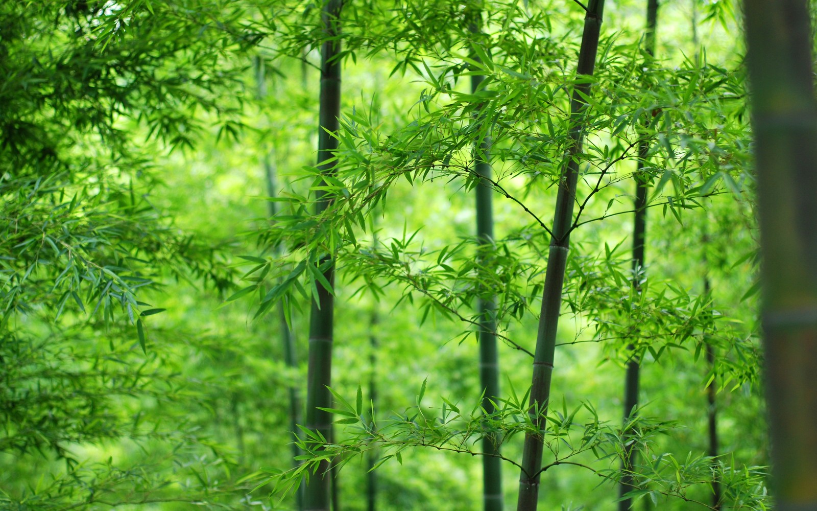 Um close-up de uma árvore de bambu com muitas folhas verdes. (bambu, árvore, floresta, vegetação, bioma)