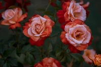 Rosas Floribunda vermelhas vibrantes em flor