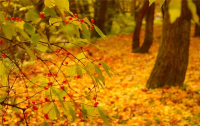 blatt, gelb, baum, zweig, laubabwerfend