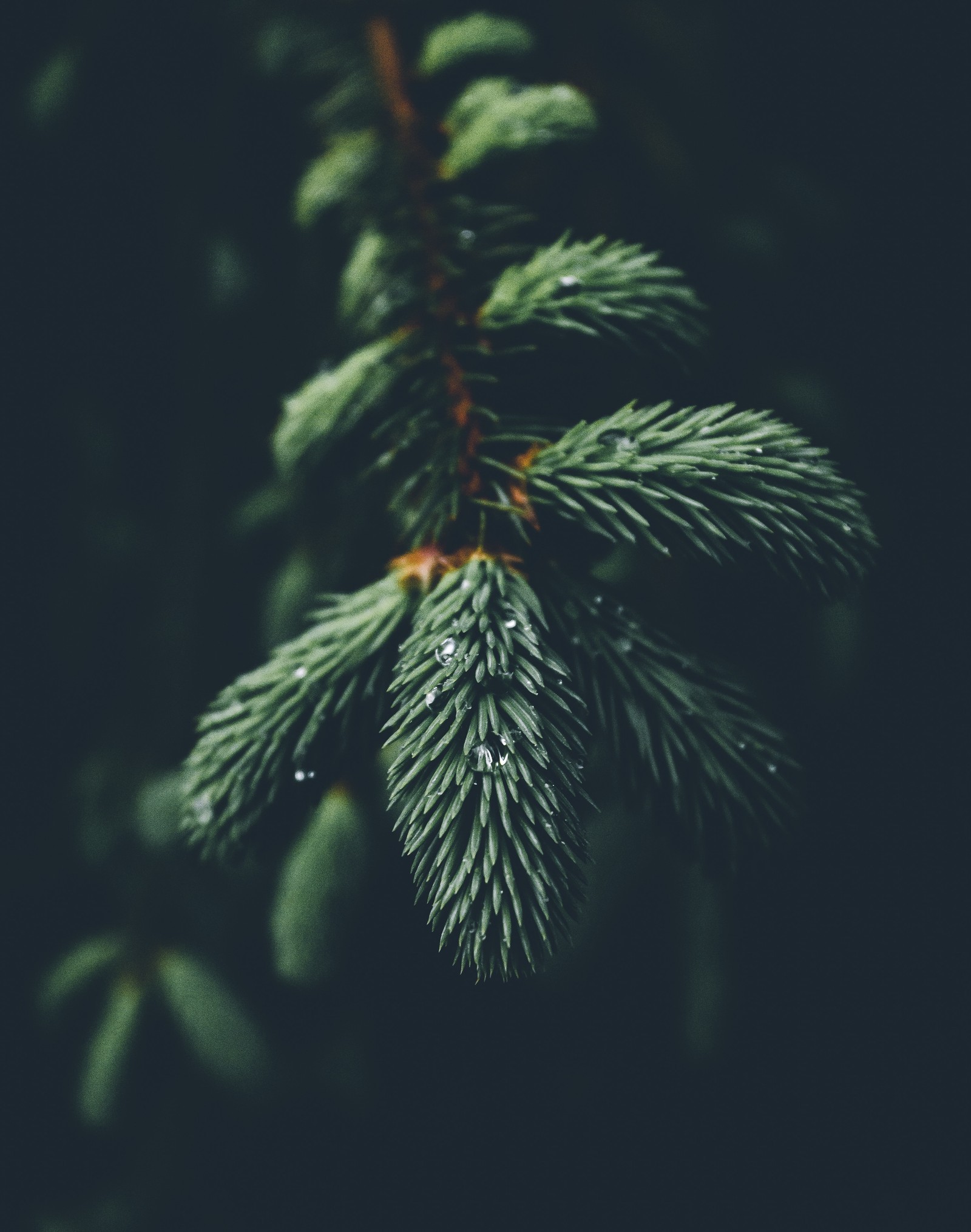 Un primer plano de una rama de pino con gotas de agua (árbol, árbol de navidad, hoja, fábrica, abeto)