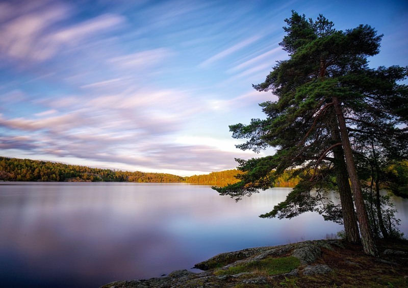 Дерево стоит на скале у озера (природа, отражение, вода, дерево, озеро)