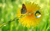 Papillon Lycaenidae pollinisant avec des gouttes de rosée sur un pissenlit