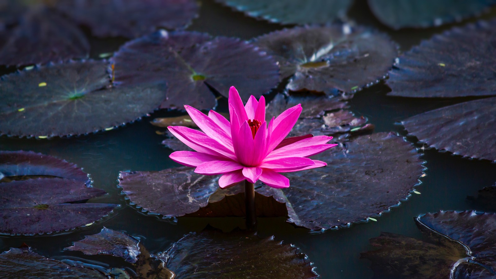 Un primer plano de una flor rosa en un estanque de agua (flor, planta acuática, loto sagrado, familia de loto, pétalo)