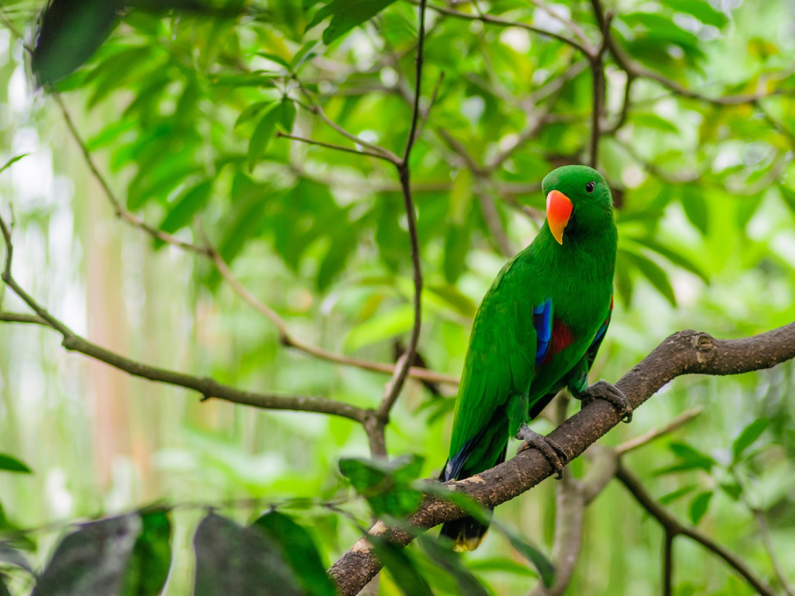 Un oiseau vert est assis sur une branche dans la forêt (ara, oiseau, bec, perroquet, vert)