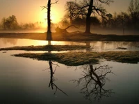 Serene Sunrise Over Misty Wetlands with Reflective Trees