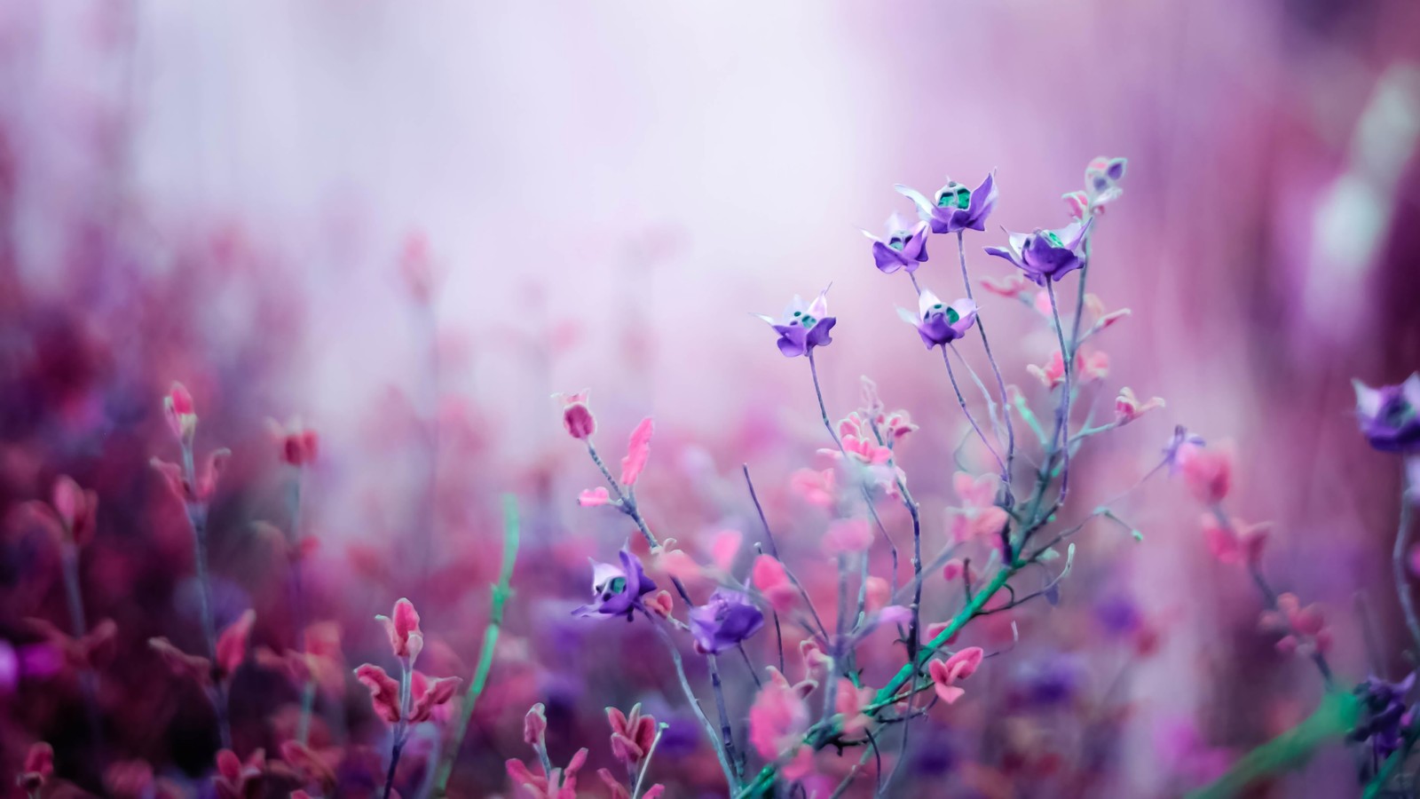 Fleurs violettes dans un champ avec un arrière-plan flou. (fleurs, nature)