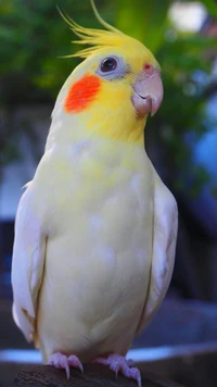 A vibrant yellow cockatiel with striking orange cheek patches perched gracefully, showcasing its playful demeanor.