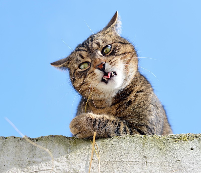 Кот сидит на стене с открытым ртом (синий, кот, кошки, смешной, котята)