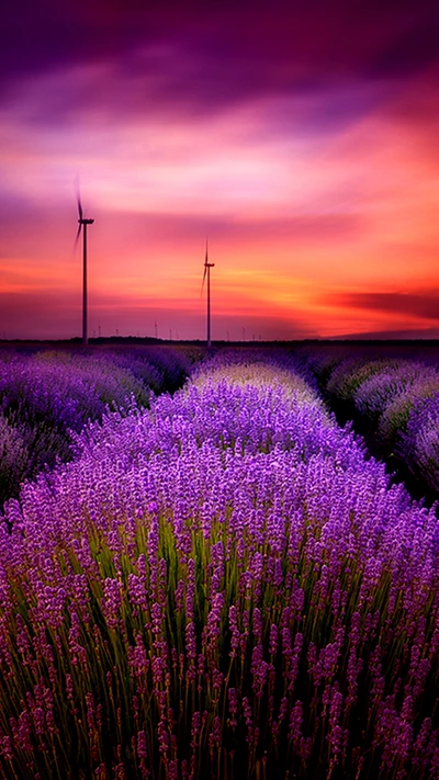 field, lavender