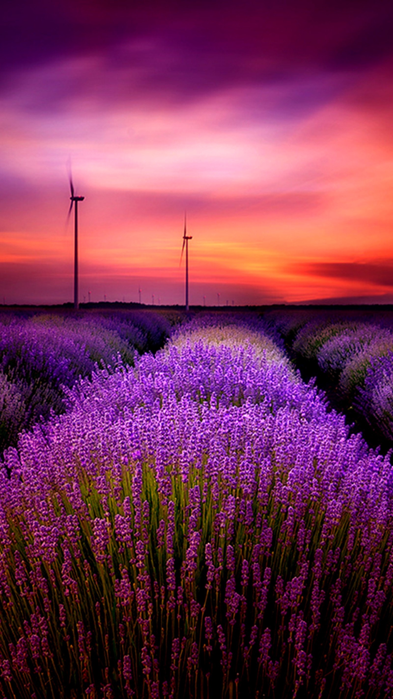 Campo de lavanda con molinos de viento y un atardecer de fondo (campo, lavanda)