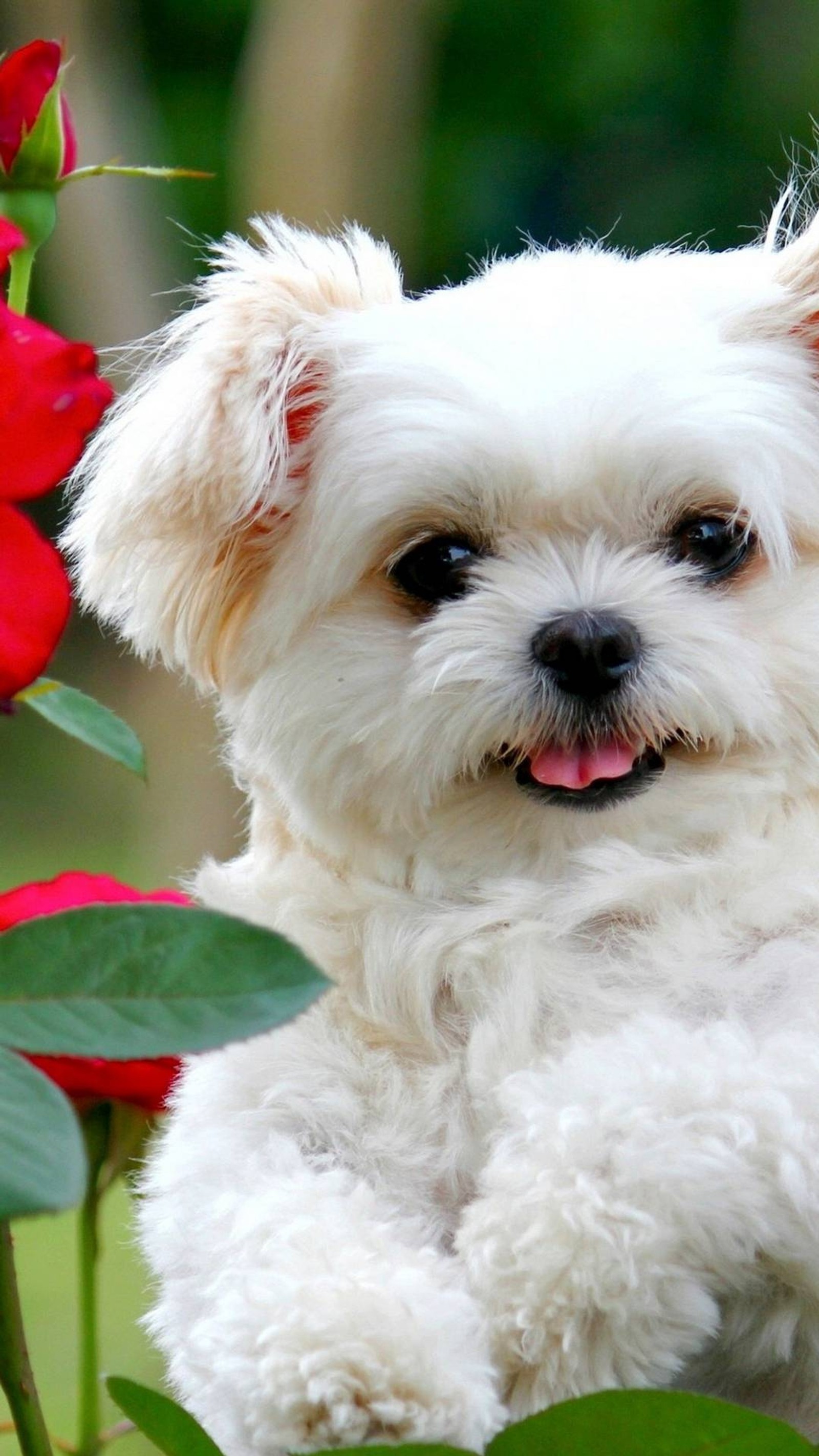 There is a white dog sitting in a garden with a rose (puppy, sweet)