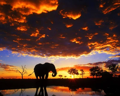 Silhueta de elefante contra um pôr do sol vibrante