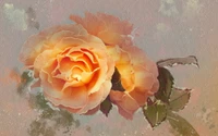 roses de jardin, peinture, texture, fleur, rose