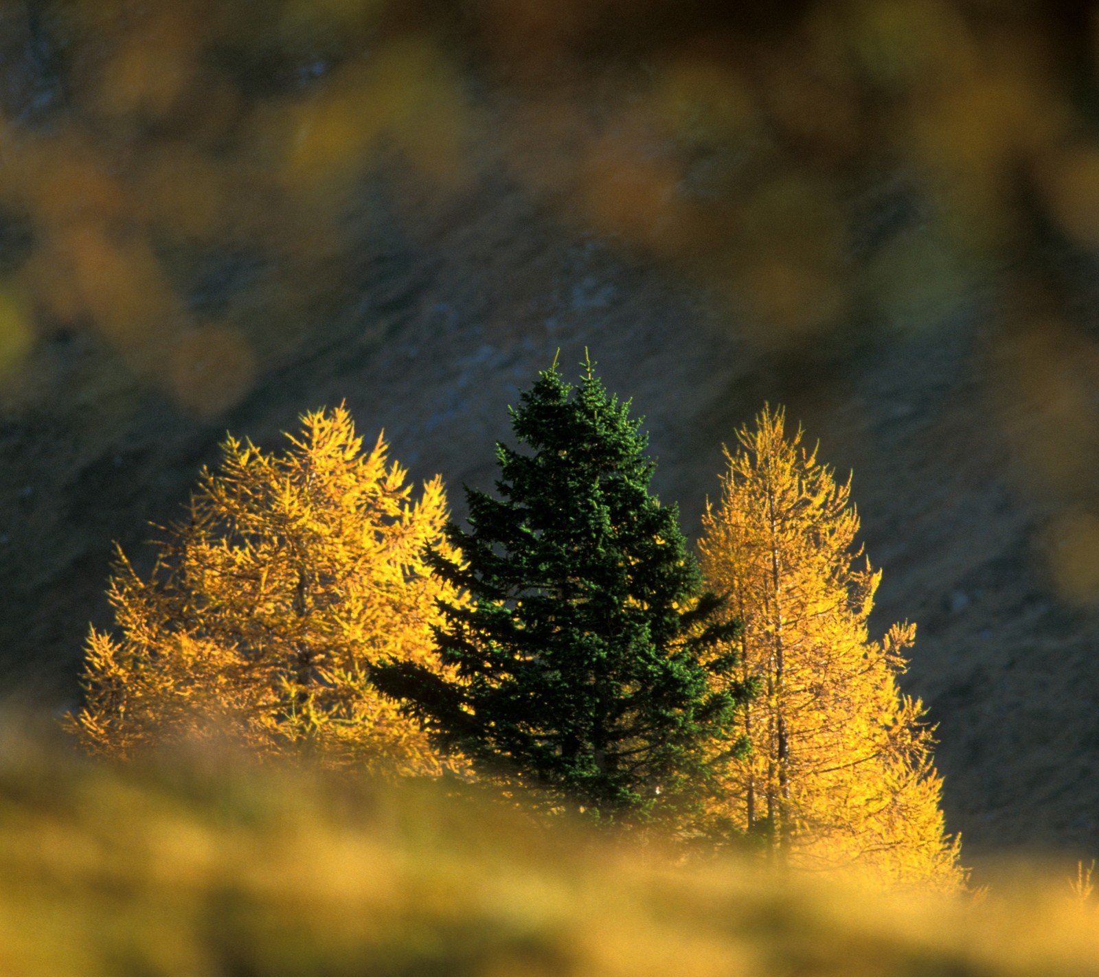 Il y a un cheval qui se tient dans l'herbe près de quelques arbres (nature, arbre)