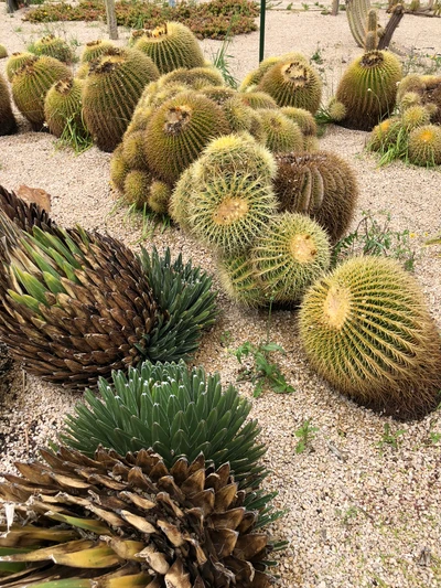 Paysage diversifié de cactus : Une étude en botanique et plantes terrestres