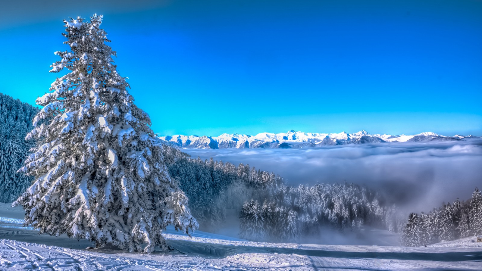 Árvores cobertas de neve em primeiro plano de uma cadeia de montanhas sob um céu azul (inverno, neve, natureza, árvore, congelamento)