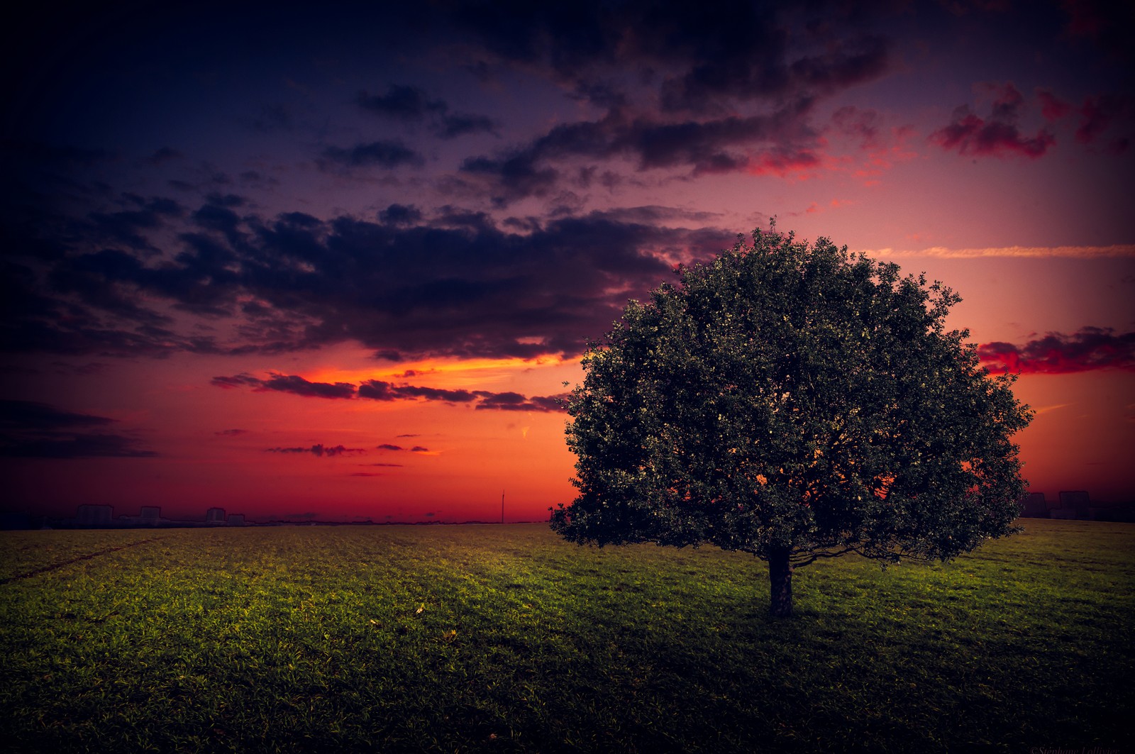 Ein einsamer baum auf einem feld mit einem sonnenuntergang im hintergrund (baum, natur, horizont, wolke, nachglühen)