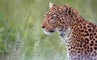 leopardo, gato montés, guepardo, cat, animal terrestre