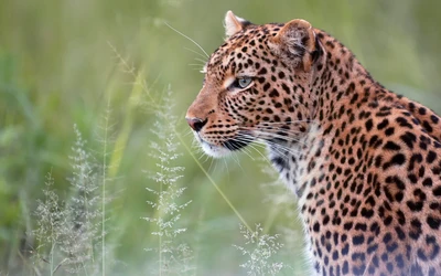 leopardo, gato montés, guepardo, cat, animal terrestre