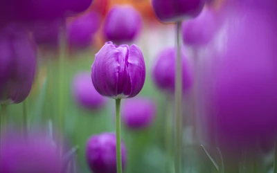 Lebendige lila Tulpen in Blüte