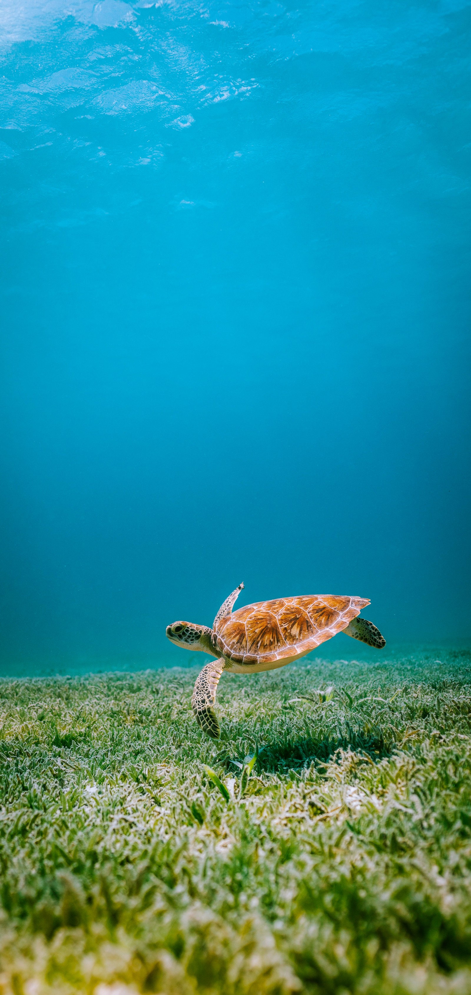 Une tortue nage dans l'océan avec de l'herbe au fond (eau, nature, azur, sous leau, reptile)