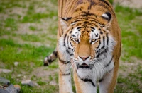 Majestic Siberian tiger stalking through a grassy habitat.