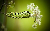 Lebendige Raupe getarnt unter zarten Blumen