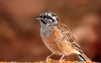 Pardal-comum empoleirado em seu habitat natural